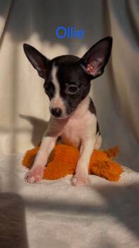 Ollie:Not at shelter (Suzanna) -  Chihuahua and Pomeranian Dog for Adoption in Rustburg, Virginia - Ollie:Not At Shelter (Suzanna) | PetCurious