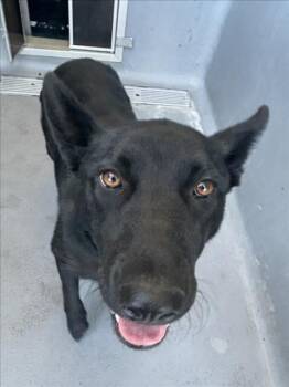 German Shepherd Dog Dogs Available for Adoption in Tracy, California - HAYA | PetCurious