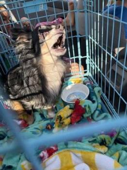 Mort -  Chihuahua and Mixed Breed Dog for Adoption in Atlanta, Georgia - Mort | PetCurious