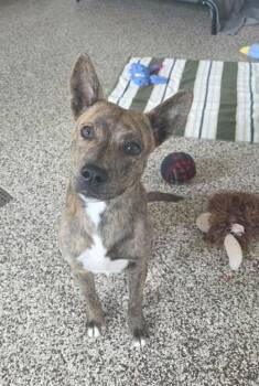 Yogi -  Pit Bull Terrier and Mixed Breed Dog for Adoption in Westland, Michigan - Yogi | PetCurious