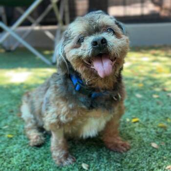 Clarence A2274260 -  Lhasa Apso Dog for Adoption in Los Angeles, California - Clarence A2274260 | PetCurious