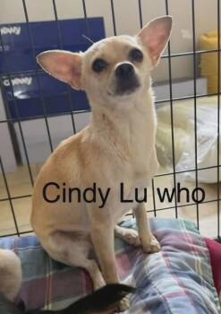 Cindy Lu Who -  Chihuahua Dog for Adoption in St. Augustine, Florida - Cindy Lu Who | PetCurious