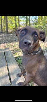 Rescue Mixed Breed Dogs for Adoption in Warren, Ohio - Shenzie | PetCurious