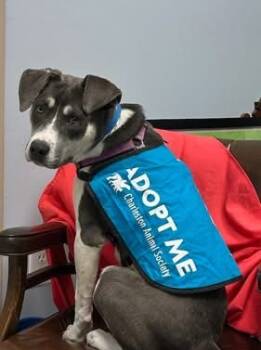 Rescue Terrier and Mixed Breed Dogs for Adoption in North Charleston, South Carolina - 89161a Stoker | PetCurious