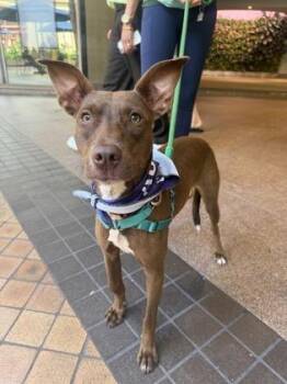 Dawn -  Terrier and Mixed Breed Dog for Adoption in Honolulu, Hawaii - Dawn | PetCurious