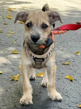 TAP -  Terrier Dog Available for Adoption in Margate, Florida - TAP | PetCurious