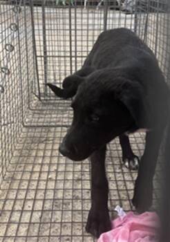 Mixed Breed Dogs Available for Adoption - SALSA | PetCurious