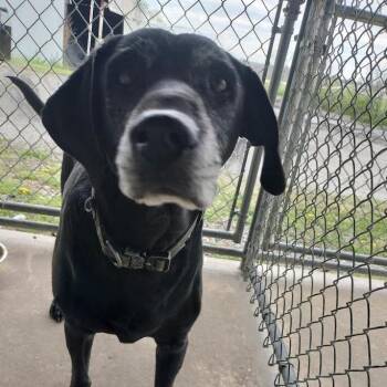 Black Mouth Cur and Black Labrador Retriever Dogs Available for Adoption - Buck | PetCurious