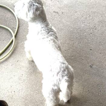 Aiko -  Maltese Dog for Adoption in Gulfport, Mississippi - Aiko | PetCurious