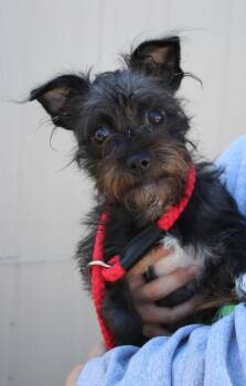 Jersey -  Terrier and Mixed Breed Dog for Adoption in Vacaville, California - Jersey | PetCurious