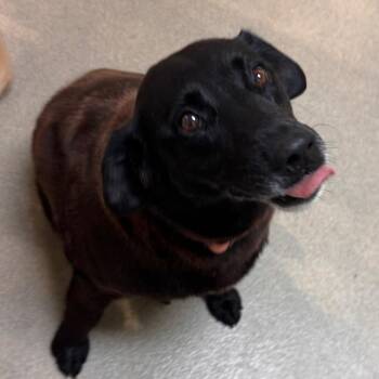Amie -  Mixed Breed Dog Available for Adoption in Lynchburg, Virginia - Amie | PetCurious