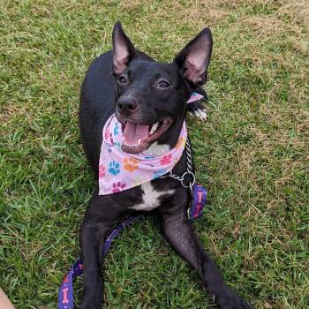 Rescue Terrier and Jack Russell Terrier Dogs for Adoption in Helena, Alabama - Raven | PetCurious