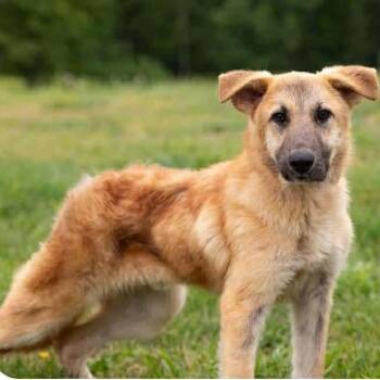 Mixed Breed Dogs Available for Adoption in Edwardsville, Illinois - Bane | PetCurious