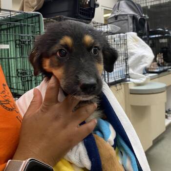Pin Cushion -  German Shepherd Dog Dog for Adoption in Westminster, California - Pin Cushion | PetCurious