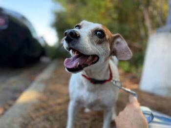 Rescue Beagle Dogs for Adoption in Lawrenceville, Georgia - Daisy/Lady | PetCurious