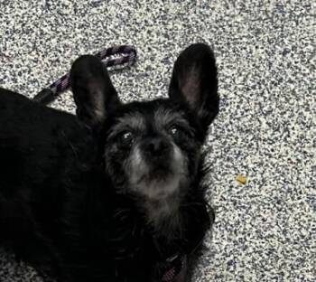 Chihuahua and Terrier Dogs Available for Adoption in Golden, Colorado - Asa | PetCurious