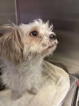 A781128 -  Maltese Dog for Adoption in Rancho Cucamonga, California - A781128 | PetCurious