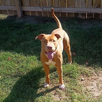 Dolly -  Pit Bull Terrier Dog for Adoption in Salisbury, Maryland - Dolly | PetCurious