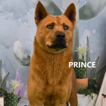 Rescue Mixed Breed Dogs for Adoption in Yuma, Arizona - Prince | PetCurious