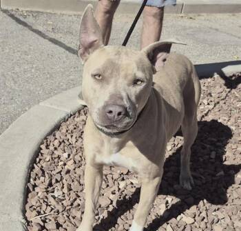 Rescue Pit Bull Terrier Dogs for Adoption in Albuquerque, New Mexico - BRITTANY | PetCurious