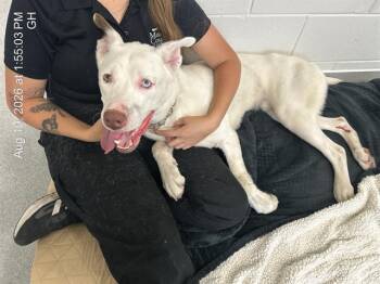 A387635 -  Siberian Husky and Mixed Breed Dog for Adoption in Ocala, Florida - A387635 | PetCurious