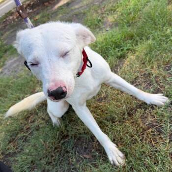Ferret -  Mixed Breed Dog for Adoption in Tampa, Florida - Ferret | PetCurious