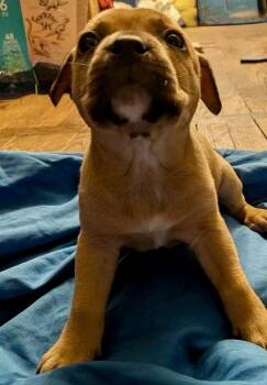 Boxer Dogs Available for Adoption in Herndon, Virginia - Rainbow | PetCurious