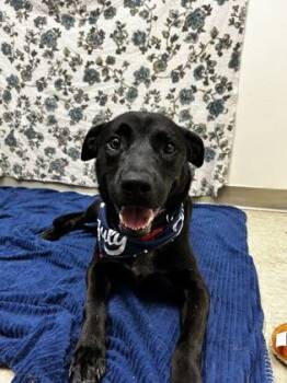 Tuesday -  Mixed Breed Dog for Adoption in Hamilton, Ohio - Tuesday | PetCurious