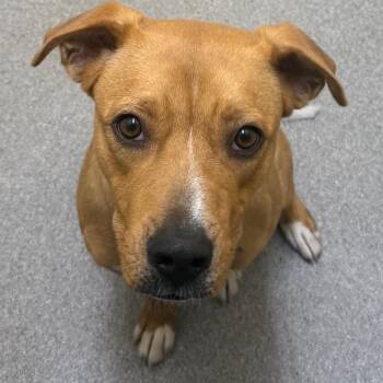 Loki -  Boxer and Mixed Breed Dog for Adoption in Cedaredge, Colorado - Loki | PetCurious