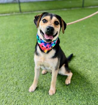 Mixed Breed Dogs Available for Adoption in Ellijay, Georgia - Sanford | PetCurious
