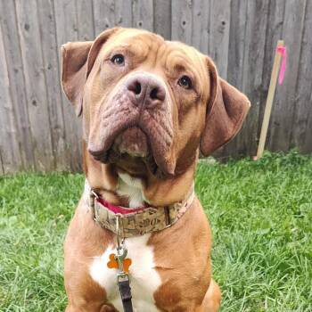 Rupert -  Dogue De Bordeaux and Staffordshire Bull Terrier Dog for Adoption in Minneapolis, Minnesota - Rupert | PetCurious