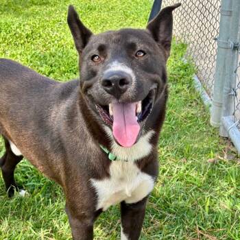 Rescue Akita and Cattle Dog Dogs for Adoption in League City, Texas - Bernie | PetCurious