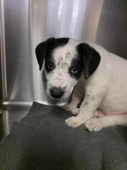 Cattle Dog and Mixed Breed Dogs Available for Adoption in Beatrice, Nebraska - Bumblebee | PetCurious