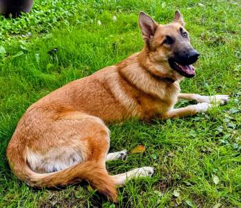Rocky -  German Shepherd Dog Dog for Adoption in La Crescent, Minnesota - Rocky | PetCurious