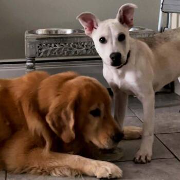 Rescue Shepherd Dogs for Adoption in Blacksburg, Virginia - Barry | PetCurious