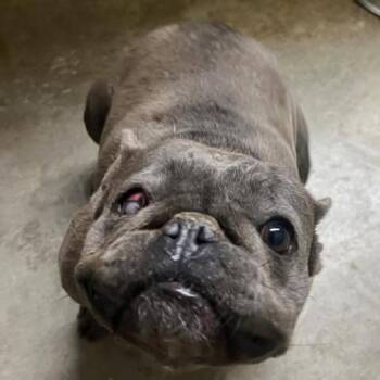 Summer -  French Bulldog Dog for Adoption in Pacific Grove, California - Summer | PetCurious