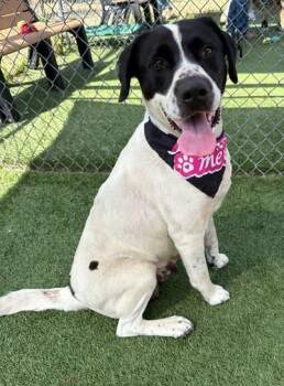 Mixed Breed Dogs Available for Adoption in Columbia, South Carolina - OCTAVIA | PetCurious