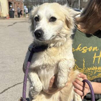 Mixed Breed Dogs Available for Adoption - Carly STRAY HOLD 2/27 | PetCurious