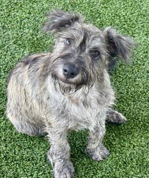 Flynn - my mom weighs 19 lbs -  Schnauzer and Poodle Dog for Adoption in Hondo, Texas - Flynn - My Mom Weighs 19 Lbs | PetCurious
