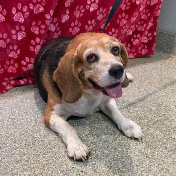 IVHS-Stray-142176 -  Beagle Dog for Adoption in San Gabriel, California - IVHS-Stray-142176 | PetCurious