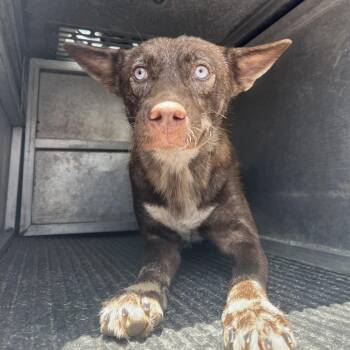 Jefa -  Shepherd Dog for Adoption in Edinburg, Texas - Jefa | PetCurious