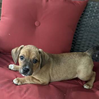 Nugget -  Chihuahua and Mixed Breed Dog for Adoption in Kannapolis, North Carolina - Nugget | PetCurious