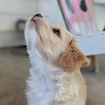 Terrier Dogs Available for Adoption in Shelby, North Carolina - Sully | PetCurious