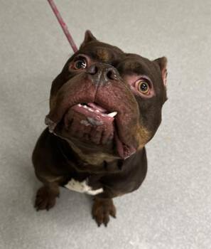 American Bulldog and Mixed Breed Dogs Available for Adoption - MOOSHY | PetCurious