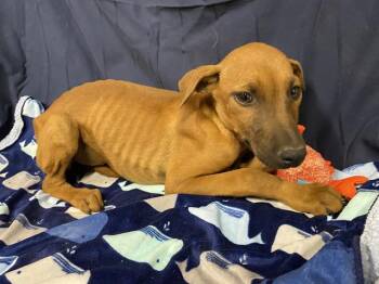 Doberman Pinscher and Mixed Breed Dogs Available for Adoption in Modesto, California - A610023 | PetCurious