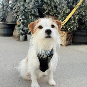 Colby 21922 -  Terrier and Mixed Breed Dog for Adoption in Cumming, Georgia - Colby 21922 | PetCurious