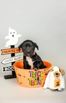 877-26 -  Boxer and Pit Bull Terrier Dog for Adoption in Brighton, Colorado - 877-26 | PetCurious