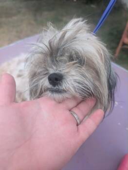 FOSTER ME - Penny -  Shih Tzu Dog for Adoption in Grafton, Wisconsin - FOSTER ME - Penny | PetCurious