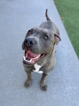 Rescue Pit Bull Terrier Dogs for Adoption in Topeka, Kansas - Kobe | PetCurious