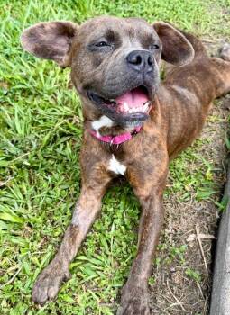 Button -  American Staffordshire Terrier Dog for Adoption in Houston, Texas - Button | PetCurious